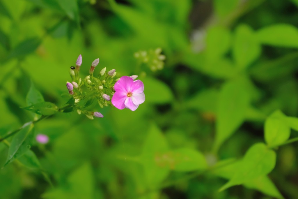 小さくも可憐な花たち3