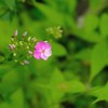 小さくも可憐な花たち3