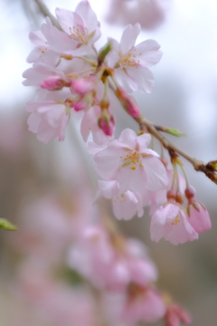 枝垂れ桜3