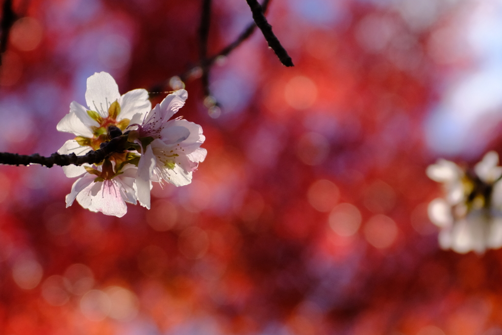 冬桜4
