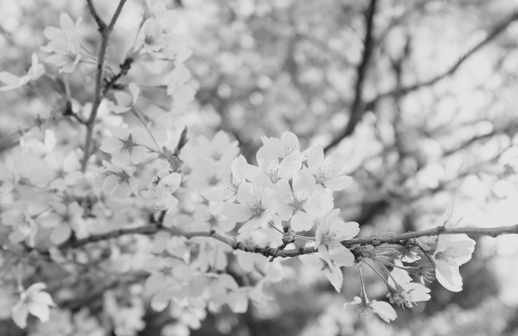 山桜