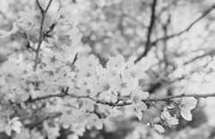 山桜