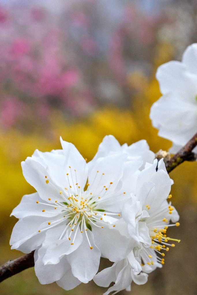 花桃