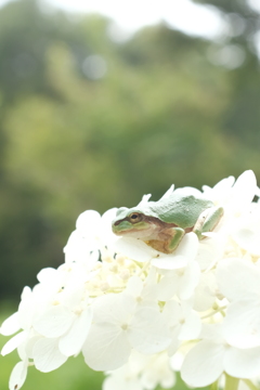 カエル