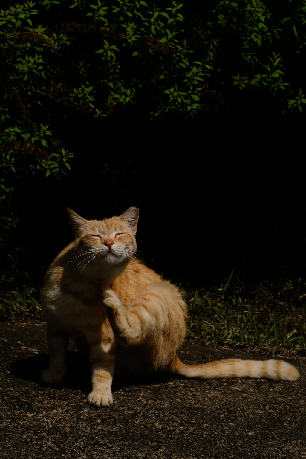のら