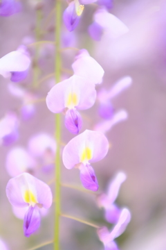 香