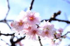 春を 待てづに