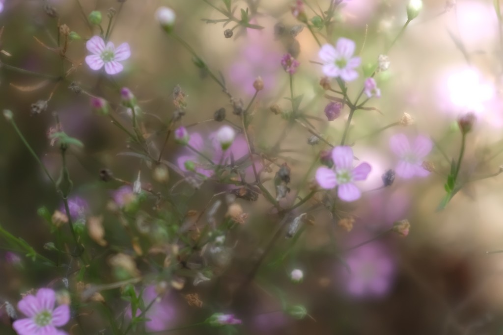 小さき花