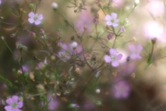 小さき花