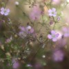 小さき花