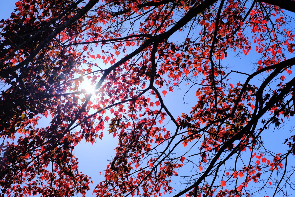 燃ゆる紅葉