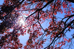 燃ゆる紅葉