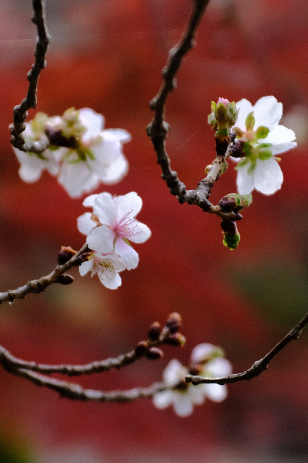 冬桜