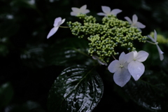 雨の日に