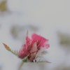 涙 堪えて