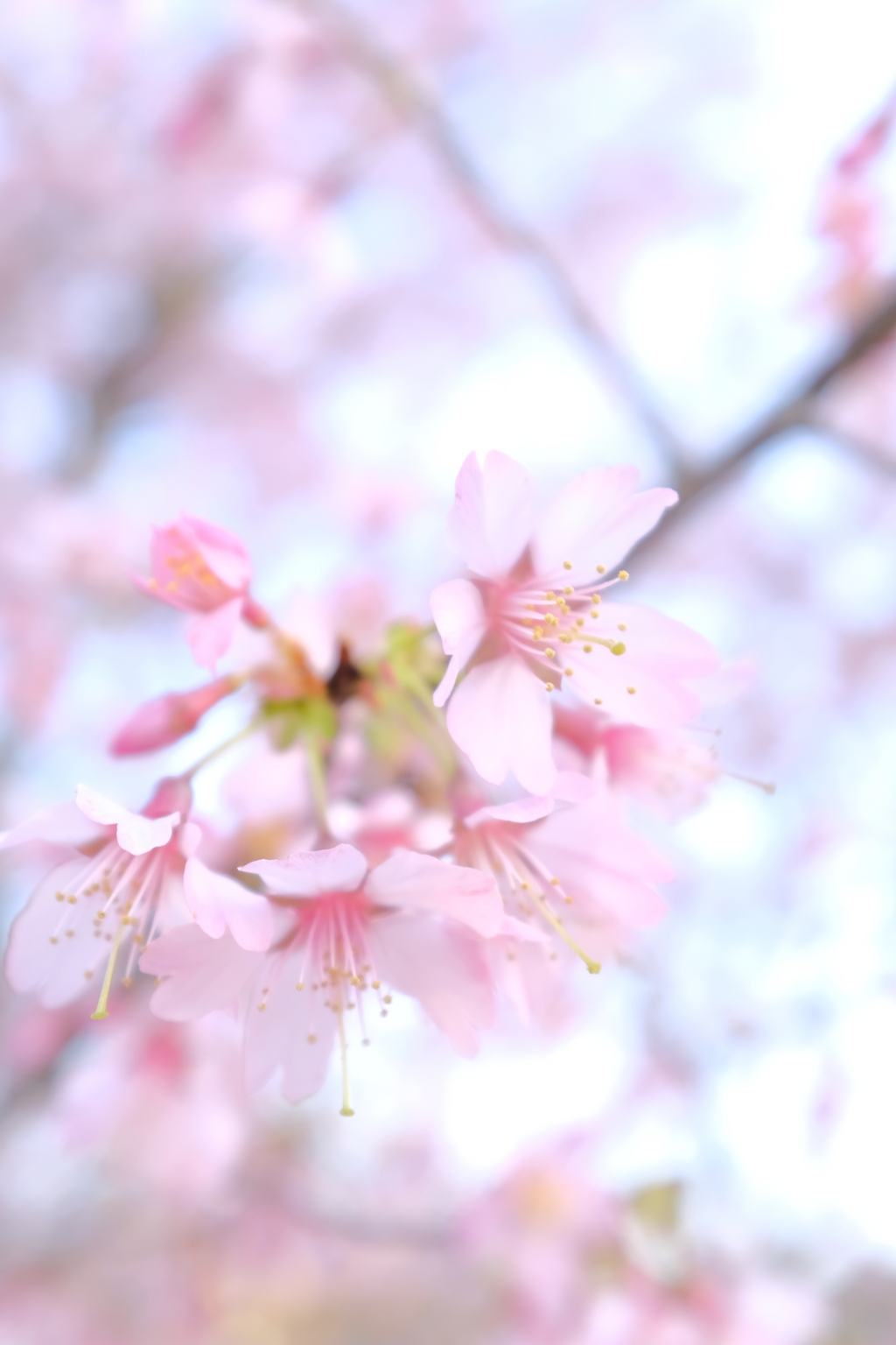 緋寒桜