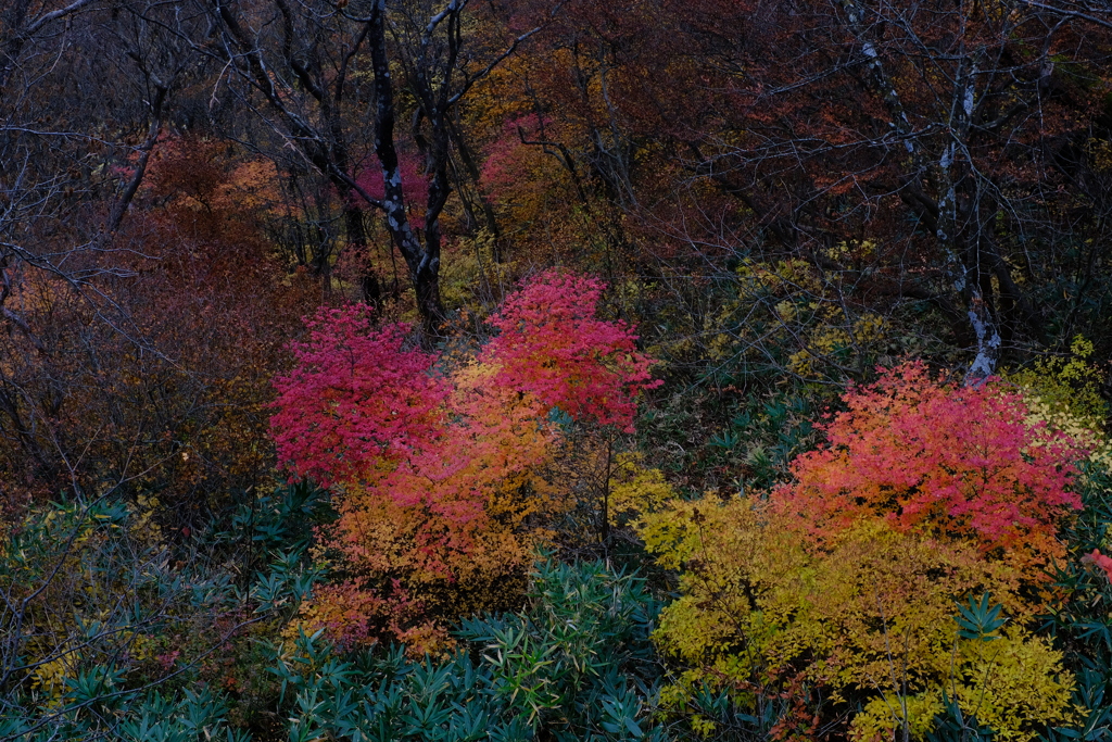 眼下の紅葉