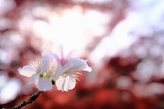 冬桜