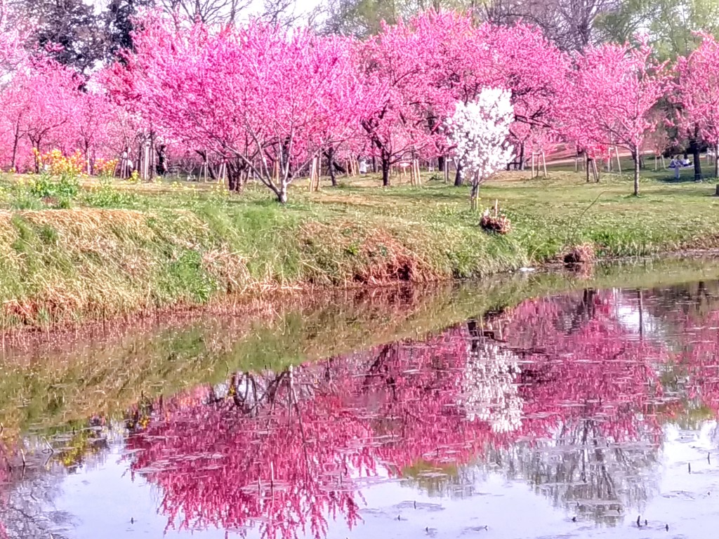 水面の世界