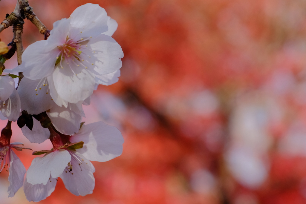 冬桜3