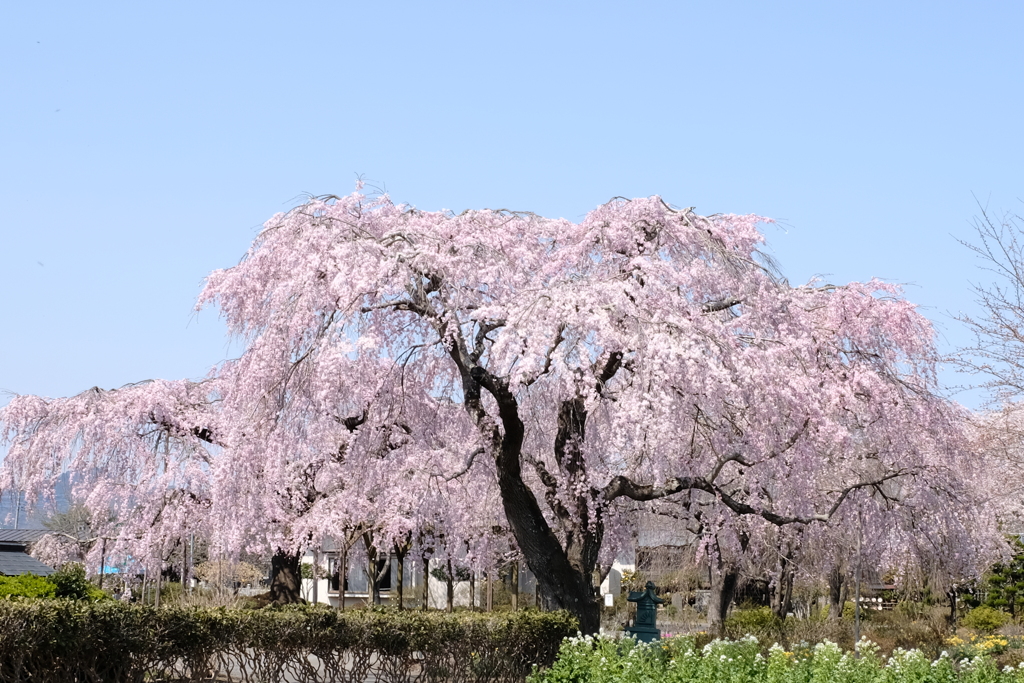 枝垂桜