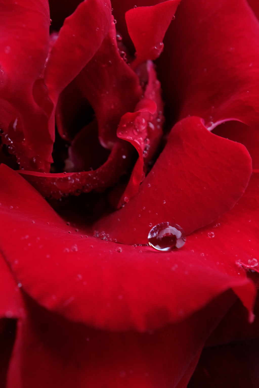 雨薔薇6