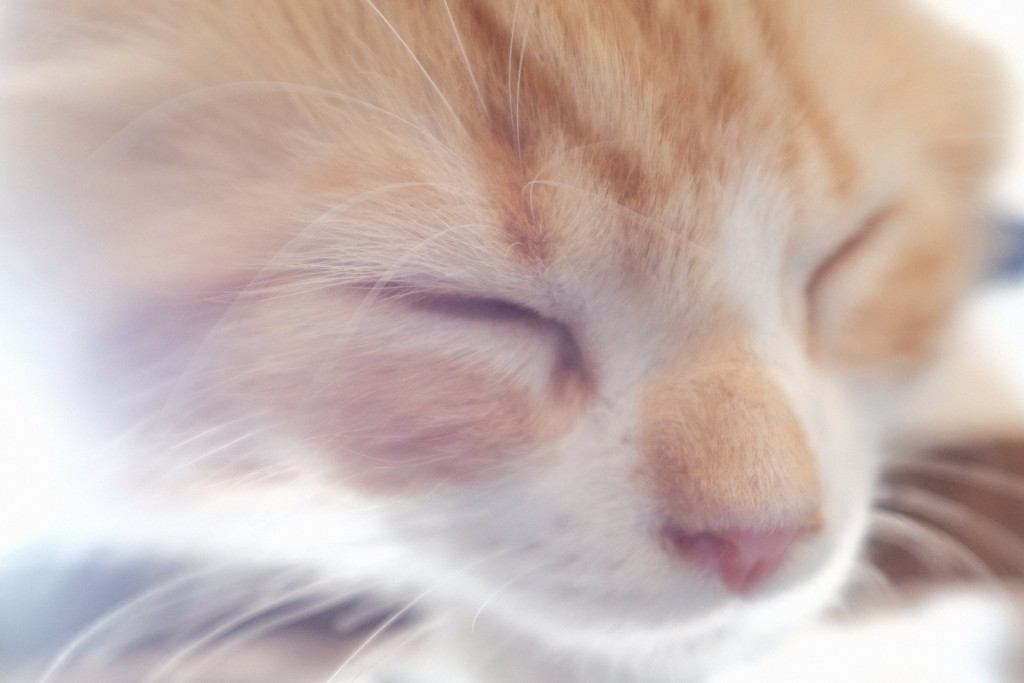 眠り猫