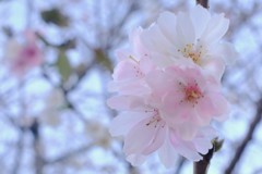 冬桜