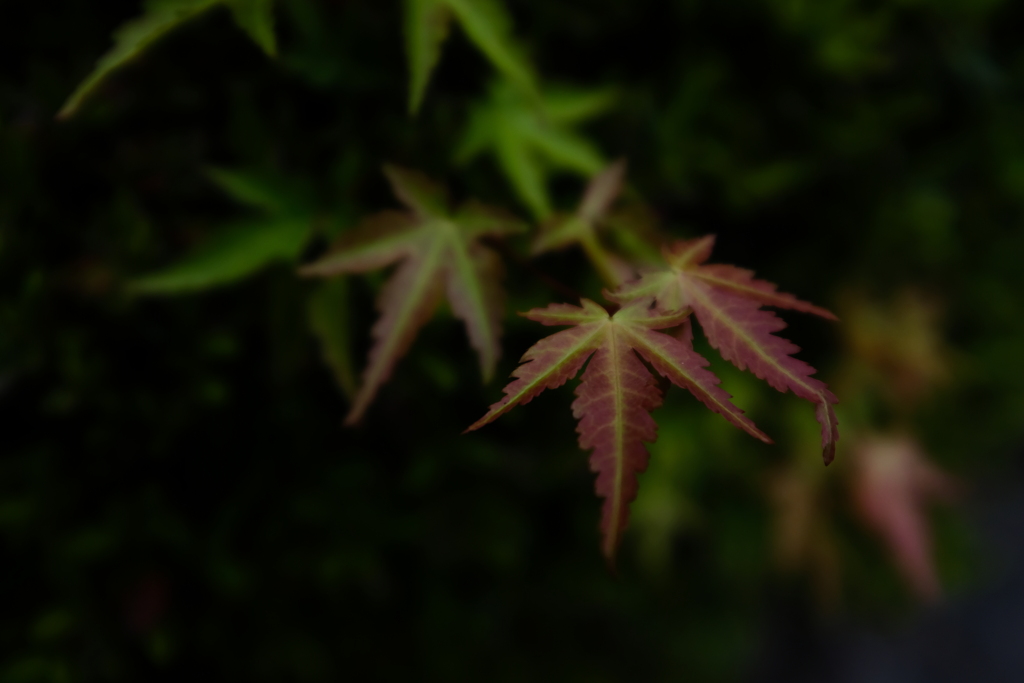 イロハモミジ