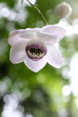 蓮華升麻