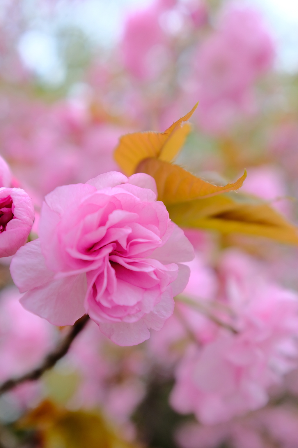 八重桜