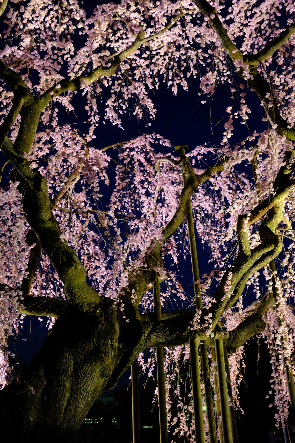 岩しだれ桜