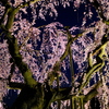 岩しだれ桜