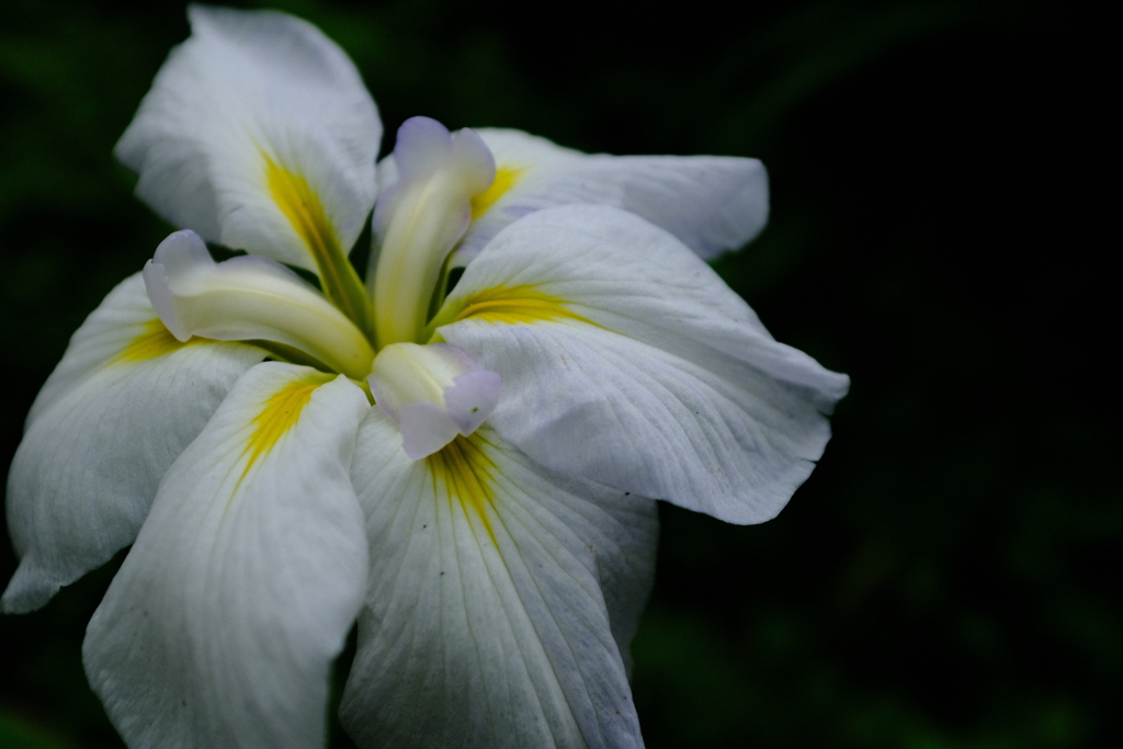 花菖蒲