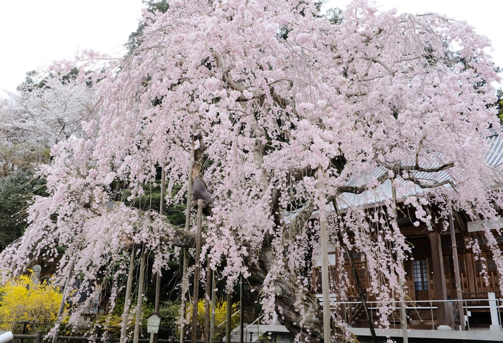 太山寺2