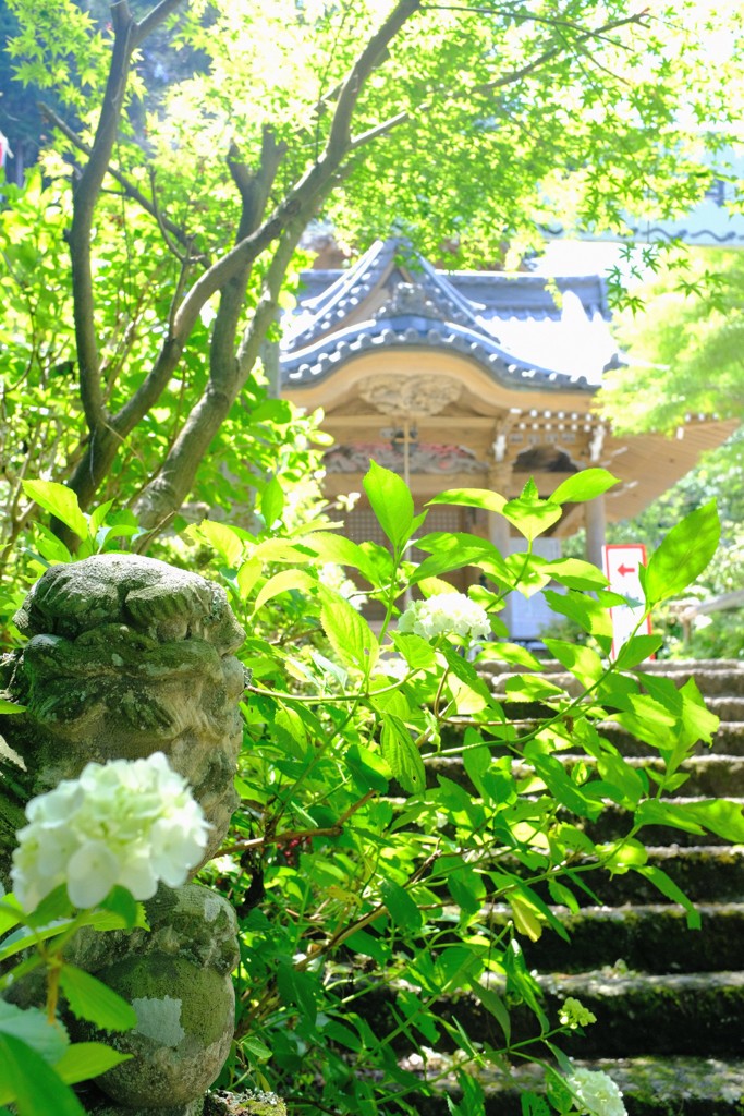 紫陽花と唐獅子