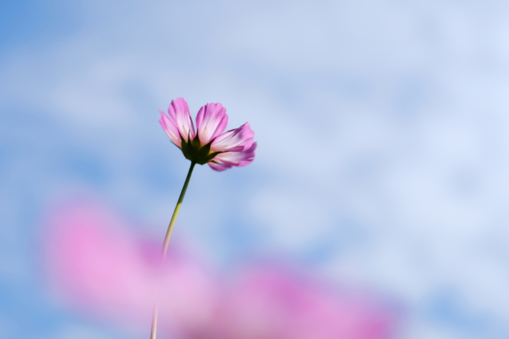 澄んだ  空  見上げる  秋桜