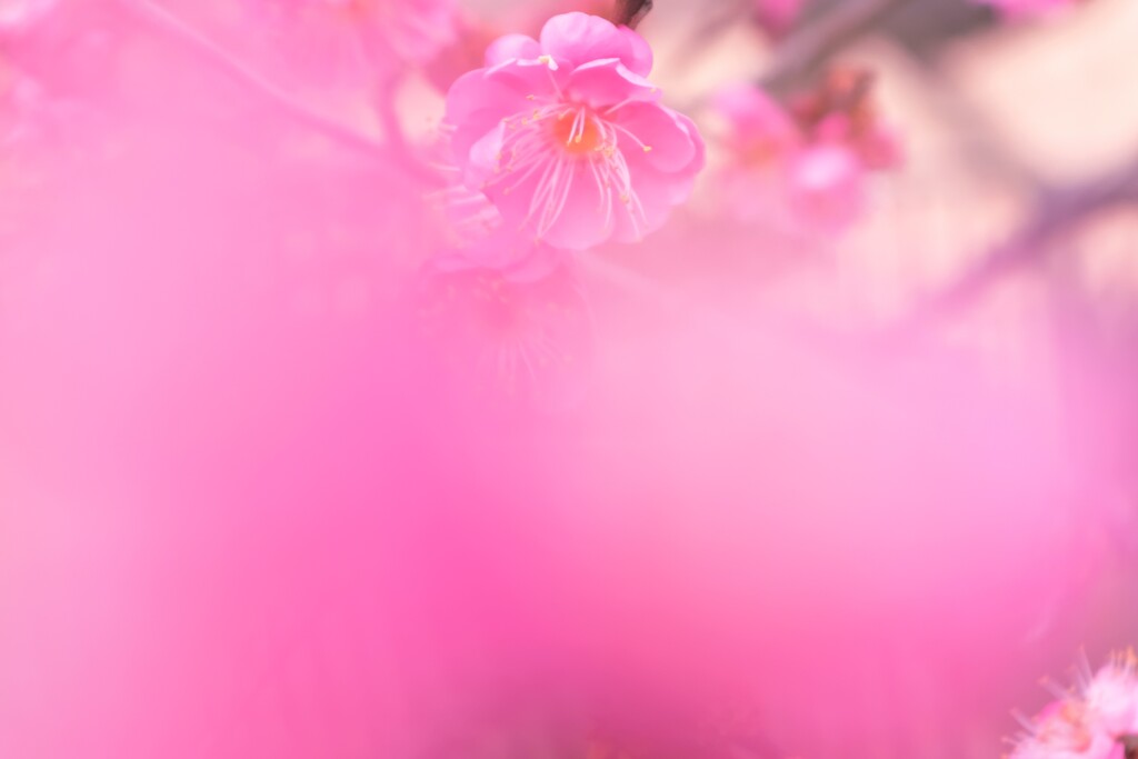 淡く   春