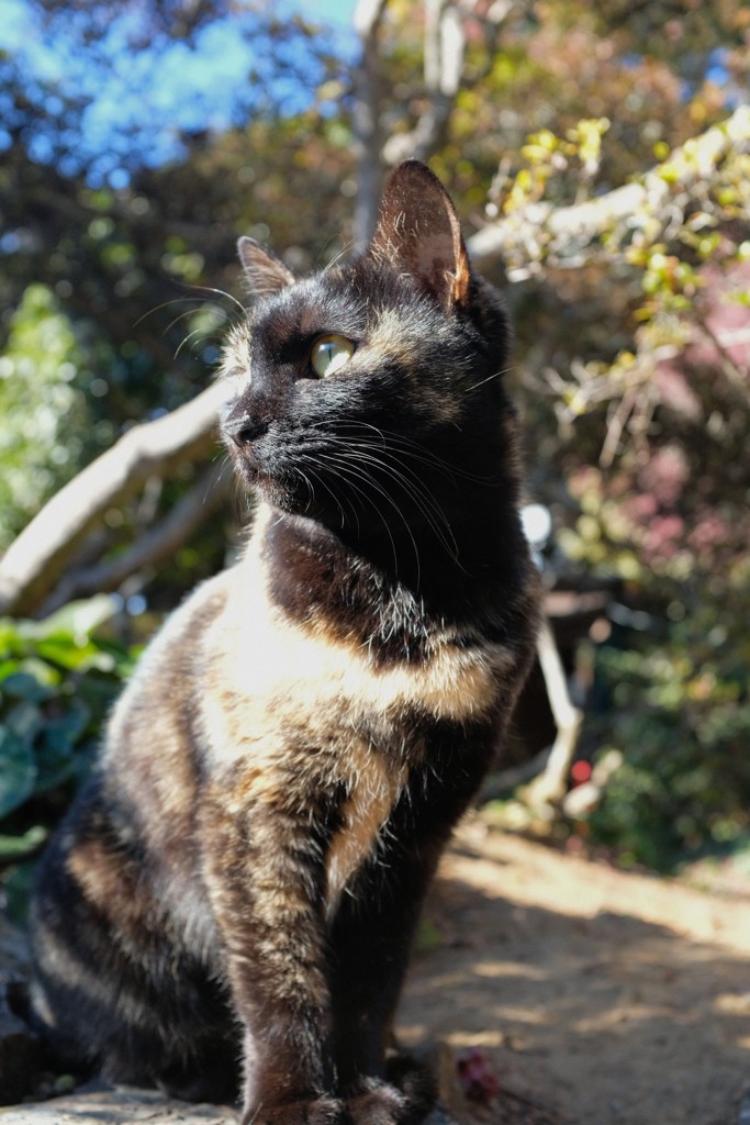唐沢山神社  サビ猫