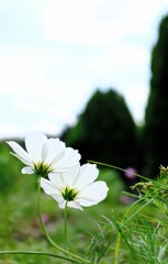 風雨に 負けずに