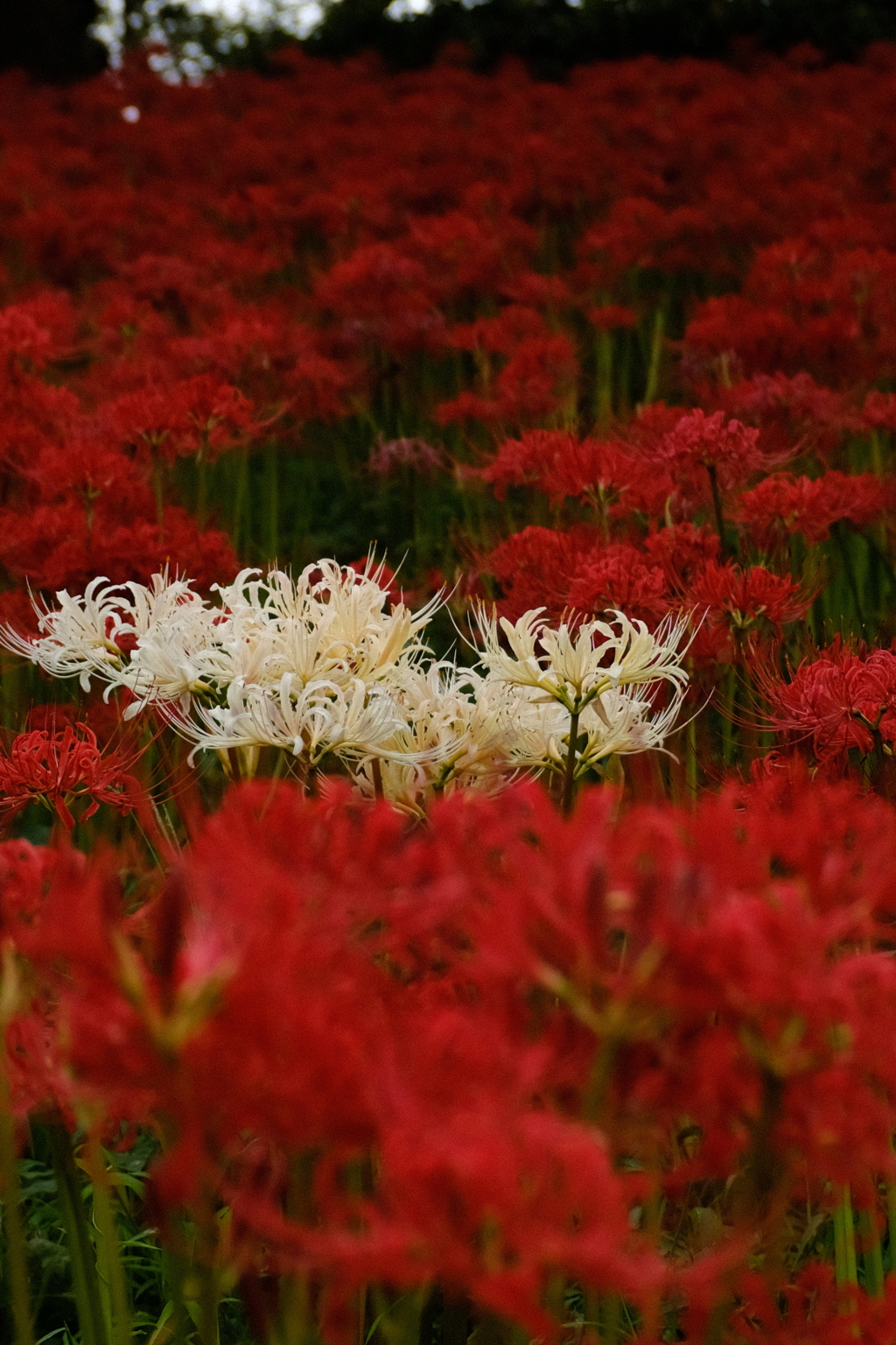 権現堂公園  曼珠沙華3