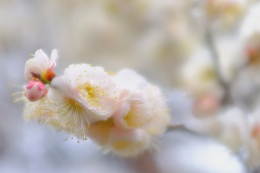 春〜 淡く 白く