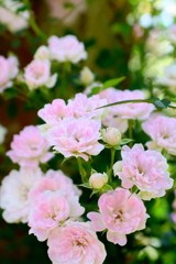 薔薇