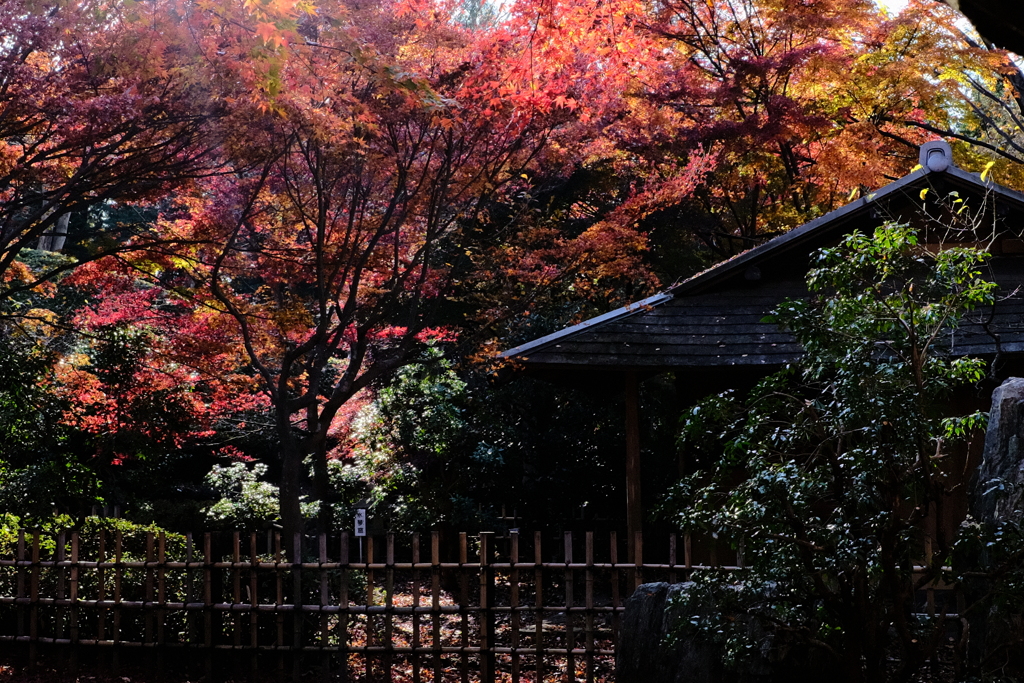 茶室と 紅葉