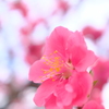 花  桃