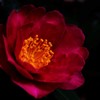 寒さ凝られて  華やかに