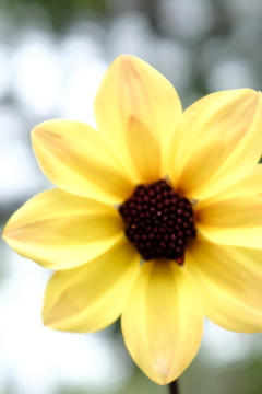 Smile flower