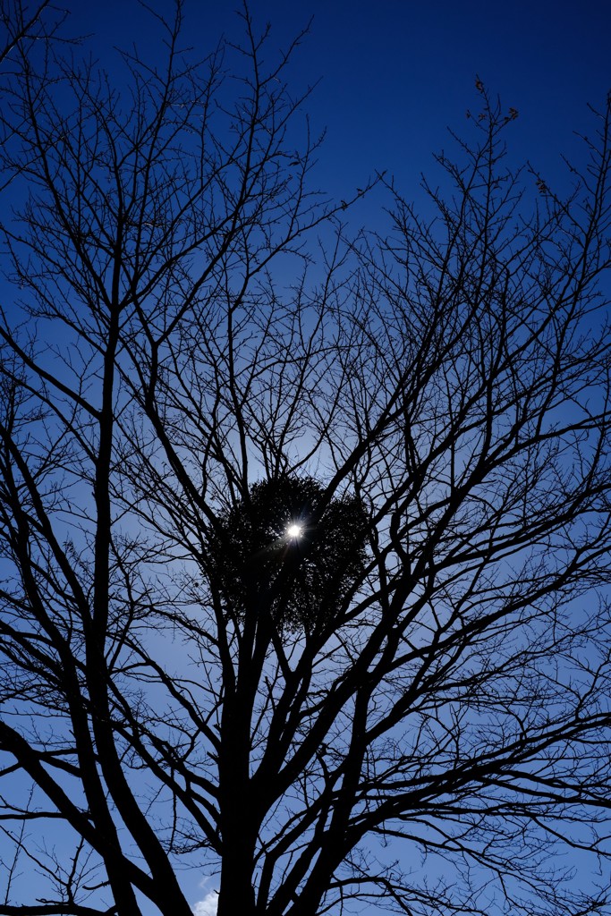 ヤドリギ