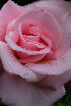 雨薔薇 4