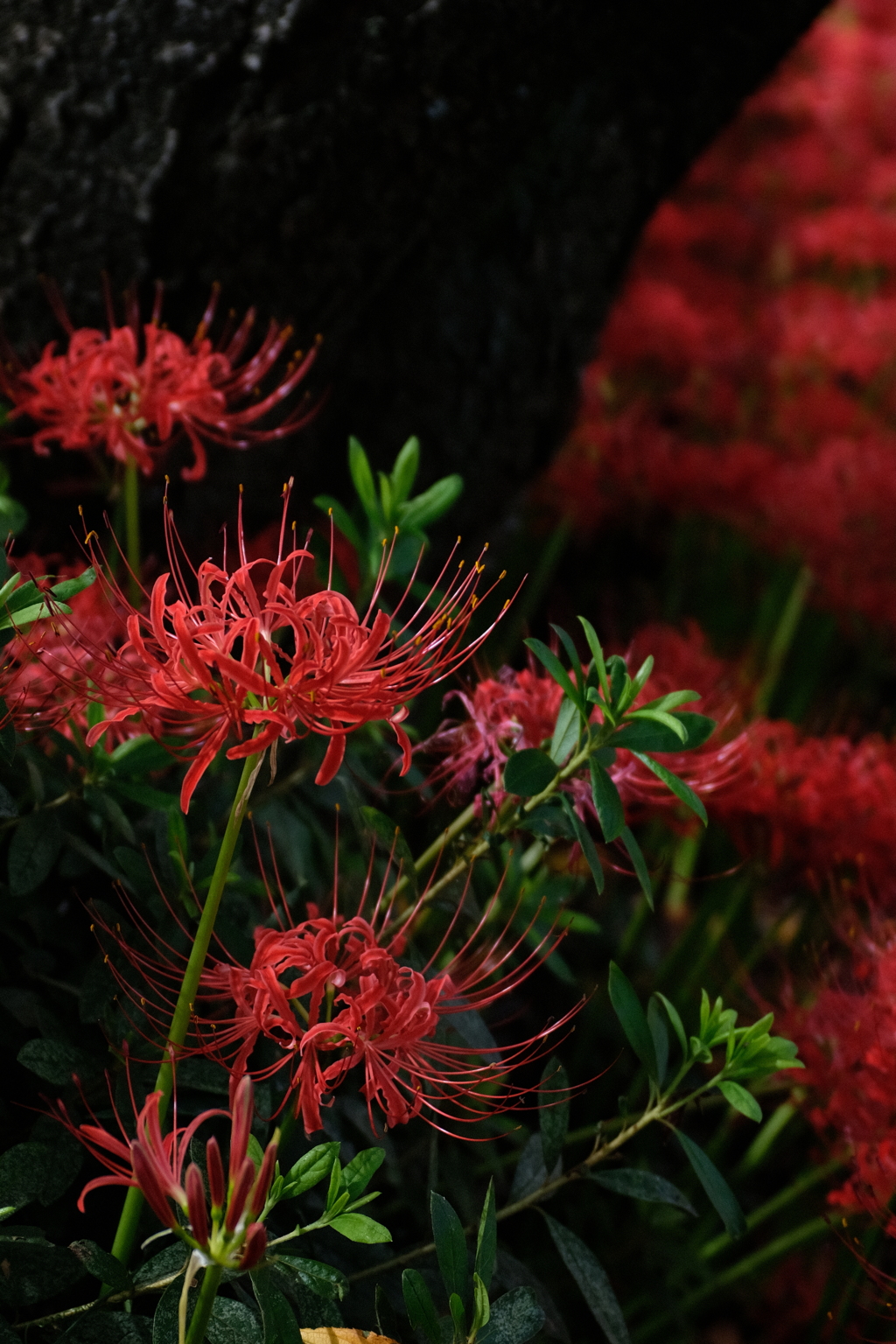 権現堂公園 曼珠沙華 6